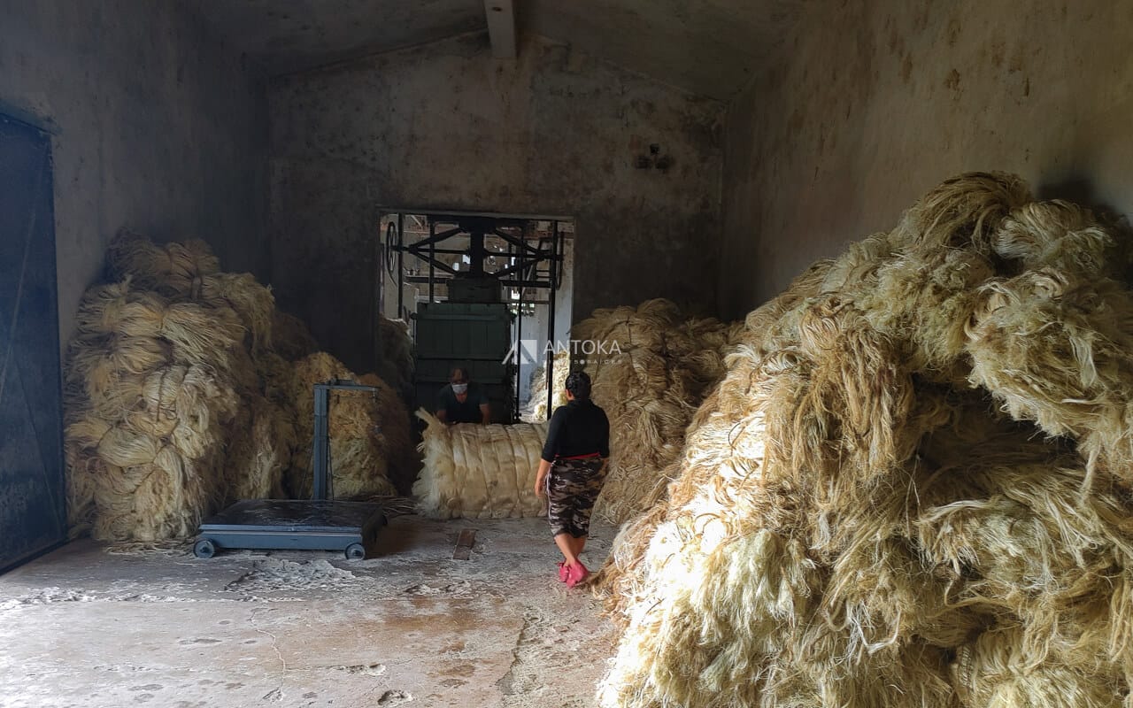 Campos de Henequén Activos