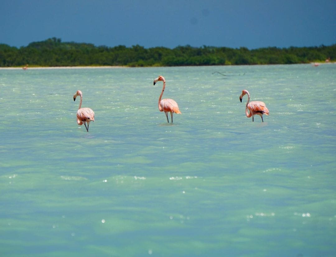 Flamencos rosados al atardecer — Telchac, Yucatán