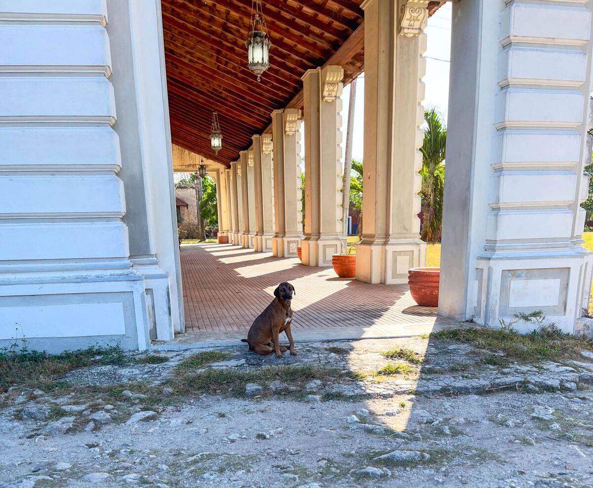 Perro en el corredor de la casa principal de la hacienda