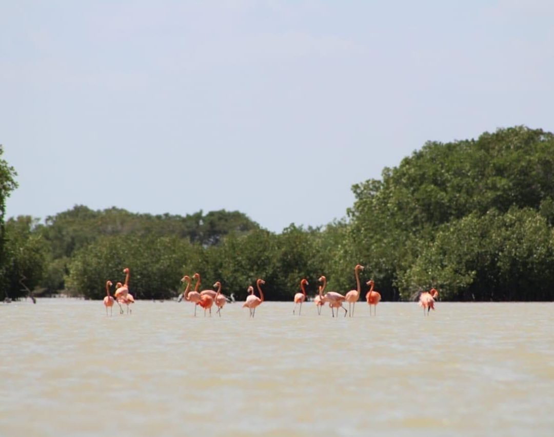 Flamencos en la Reserva Ecológica Sayachaltún, Telchac
