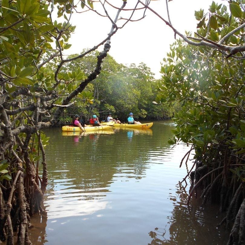 Kayaks entre el manglar
