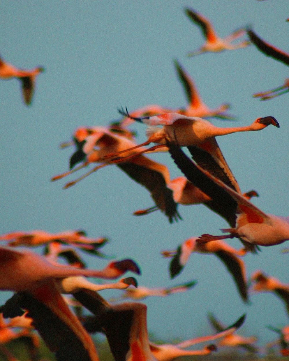 Flamencos volando sobre las salineras de Santa Clara, Yucatán